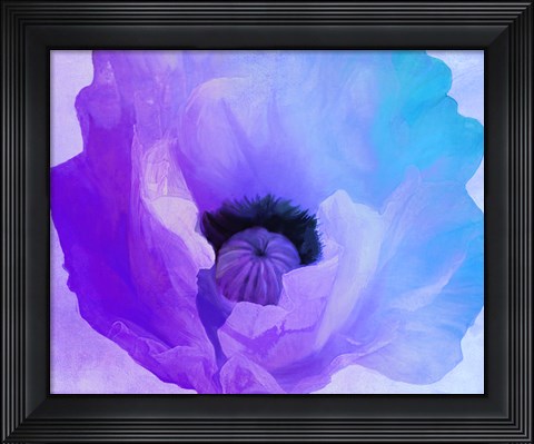 Framed Poppy Gradient IV Print