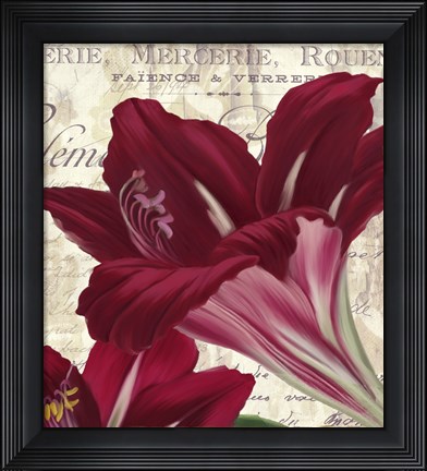 Framed Amaryllis Print