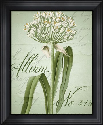 Framed Allium I Print