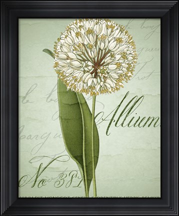 Framed Allium II Print