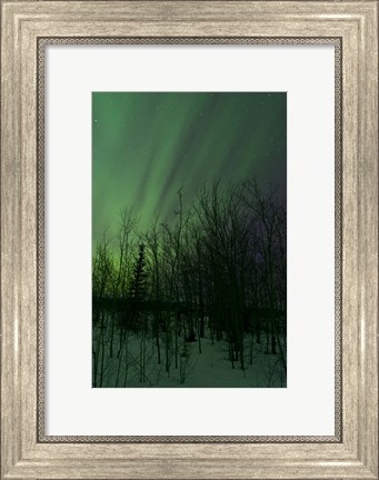Framed Aurora Borealis over Trees Print