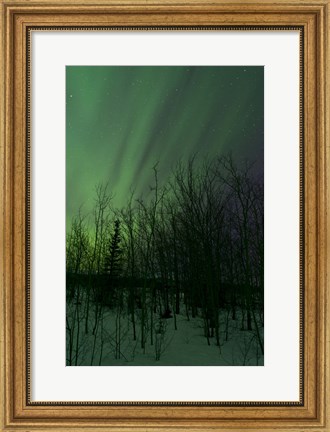 Framed Aurora Borealis over Trees Print