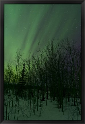 Framed Aurora Borealis over Trees Print