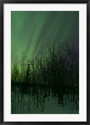 Framed Aurora Borealis over Trees Print