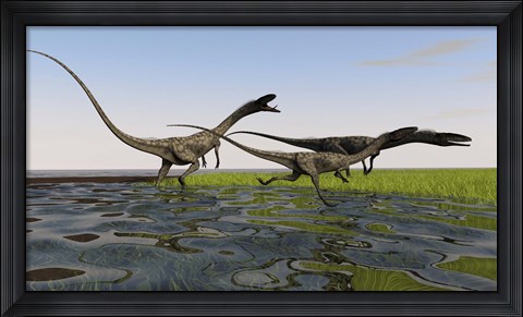Framed Group of Coelophysis Dinosaurs Print
