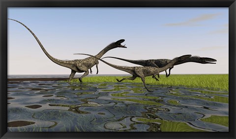 Framed Group of Coelophysis Dinosaurs Print