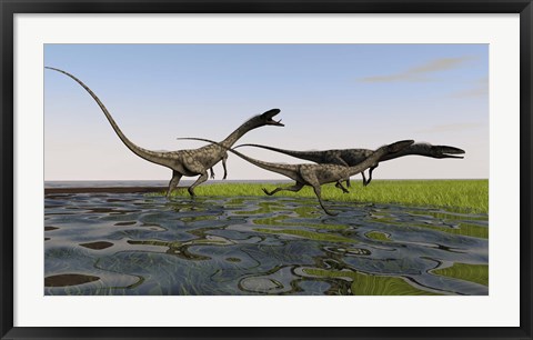 Framed Group of Coelophysis Dinosaurs Print