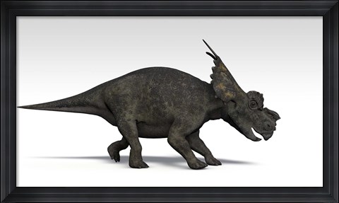 Framed Achelousaurus dinosaur Print