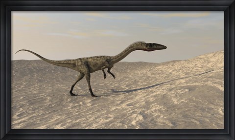 Framed Coelophysis Walking through Desert Print