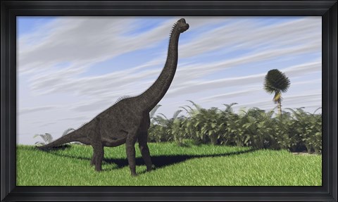 Framed Large Brachiosaurus in a Field Print