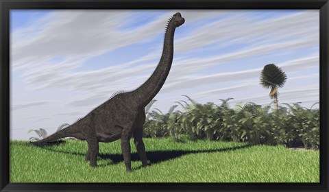 Framed Large Brachiosaurus in a Field Print