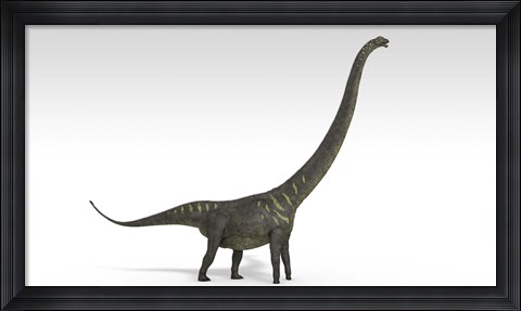 Framed Mamenchisaurus Dinosaur Print