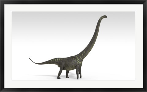 Framed Mamenchisaurus Dinosaur Print