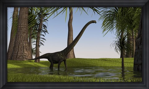 Framed Mamenchisaurus Walking through Swamp Print