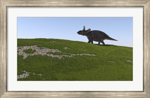 Framed Triceratops Walking Across a Grassy Field Print
