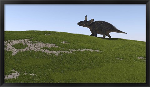 Framed Triceratops Walking Across a Grassy Field Print