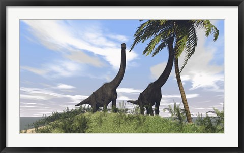 Framed Two Large Brachiosaurus Grazing Print