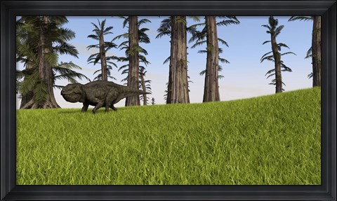 Framed Udanoceratops Print
