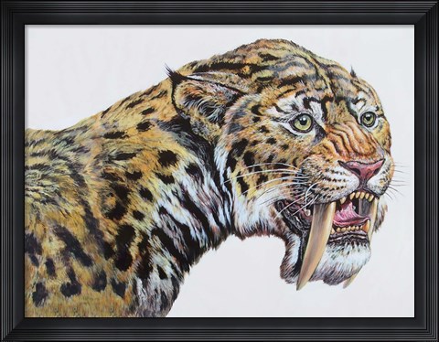 Framed Megantereon, Pliocene Epoch Print