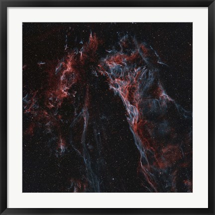 Framed Pickering&#39;s Triangular Wisp Print