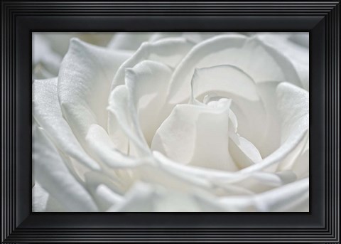 Framed Coolness Print