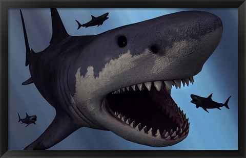 Framed Megalodon Shark Print