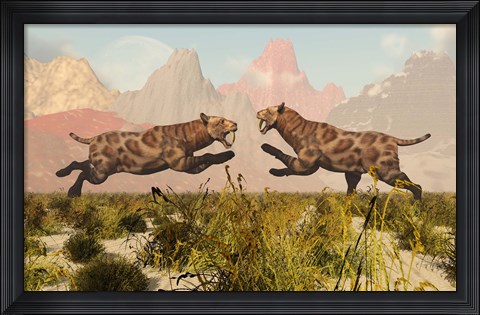 Framed Sabre Tooth Tigers Print