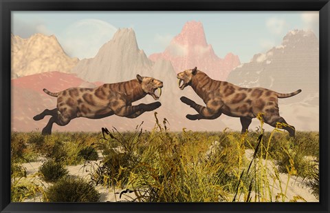 Framed Sabre Tooth Tigers Print