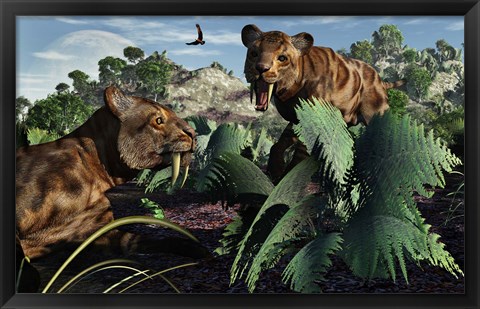 Framed Sabre-Toothed Tigers in Pleistocene Time Print