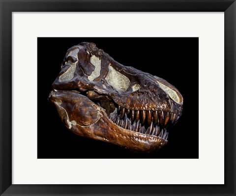 Framed Fossilized Skull of a T Rex Print