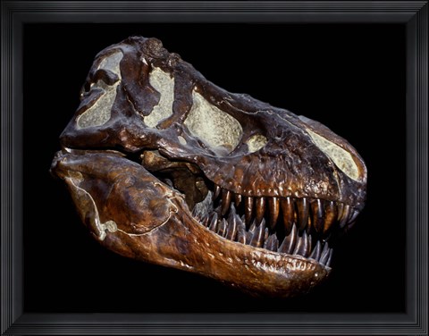 Framed Fossilized Skull of a T Rex Print