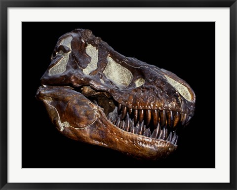 Framed Fossilized Skull of a T Rex Print