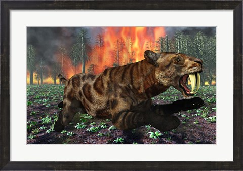 Framed Saber Toothed Tiger Running from Fire Print