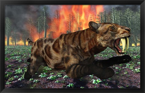 Framed Saber Toothed Tiger Running from Fire Print