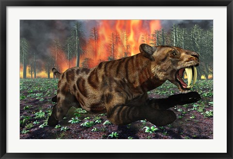 Framed Saber Toothed Tiger Running from Fire Print