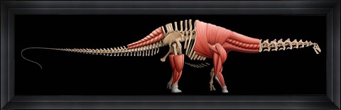 Framed Apatosaurus Skeleton Print
