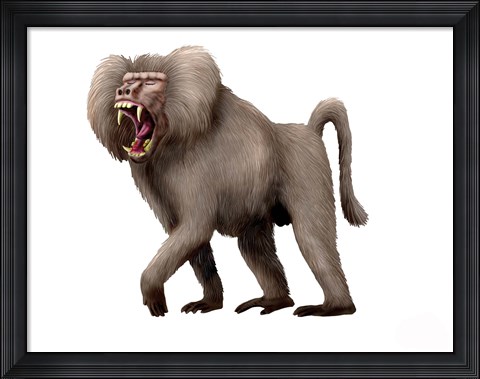 Framed Dinopithecus Ingens Print