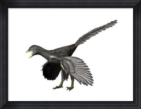 Framed Archaeopteryx Lithographica Print