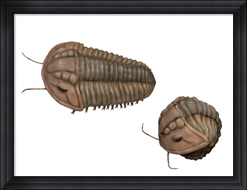 Framed Calymene Blumenbachii Print