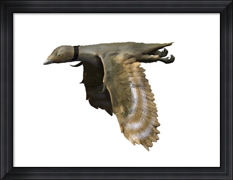 Framed Iberomesornis Romerali Print