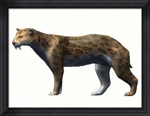 Framed Megantereon Cultridens Print