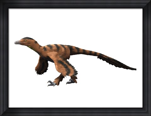 Framed Sinornithosaurus Dinosaur Print