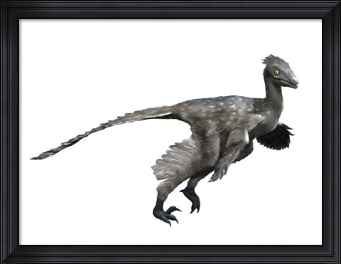 Framed Troodon Dinosaur Print