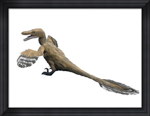 Framed Velociraptor Mongoliensis Print