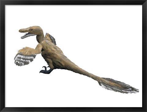 Framed Velociraptor Mongoliensis Print