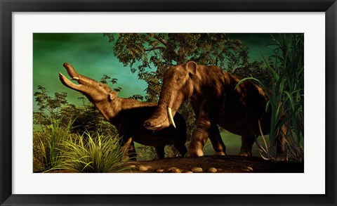 Framed Platybelodon Print