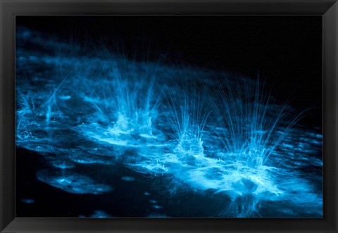 Framed Bioluminescence Splashes in the Gippsland Lakes Print