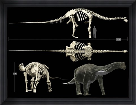 Framed Anatomy of a Titanosaur Print