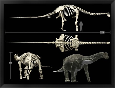 Framed Anatomy of a Titanosaur Print