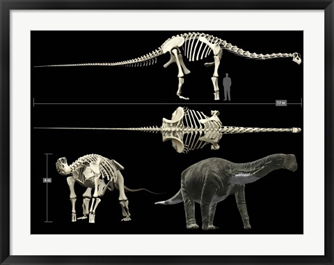 Framed Anatomy of a Titanosaur Print